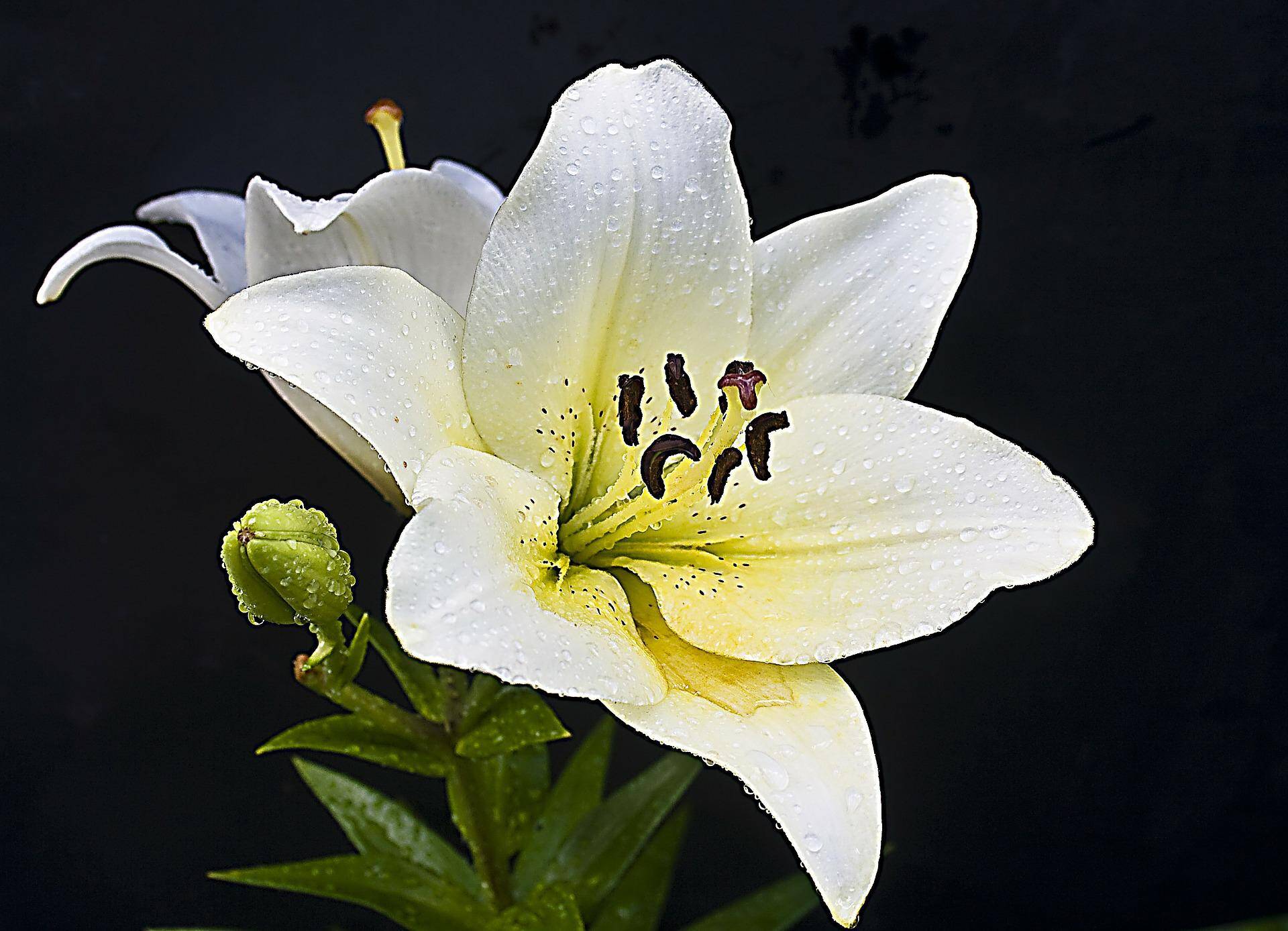 Alarmerend Staat ZuidAmerika Witte bloemen: symboliek en betekenis - In Essentie Uitvaarten